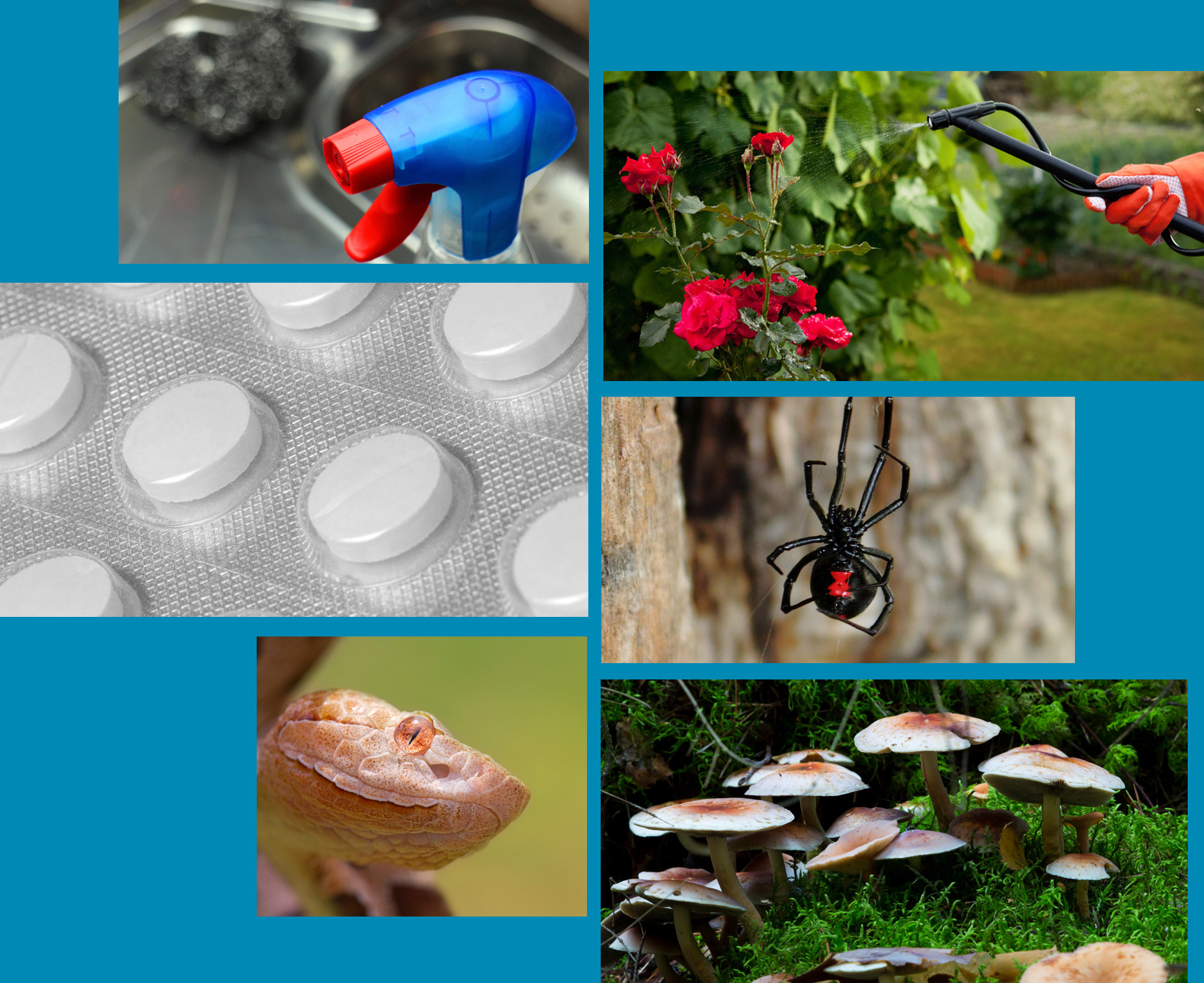 Collage of poisonous items