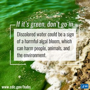algae bloom advisory